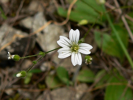 {Mononeuria patula}